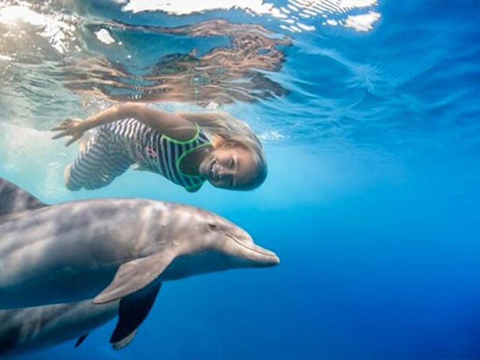 Dolphin House Excursion